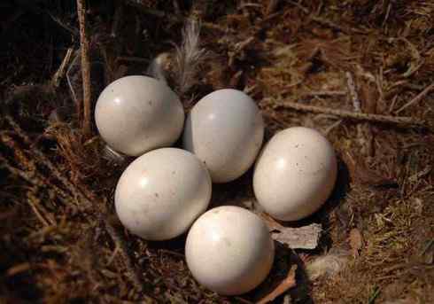 长耳鸮组图欣赏