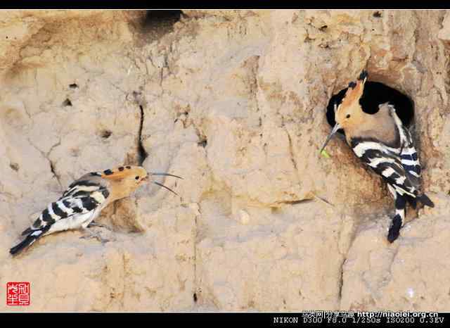 戴胜鸟图集欣赏