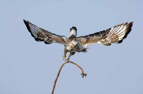 2008，鵟野之冬电视连续剧