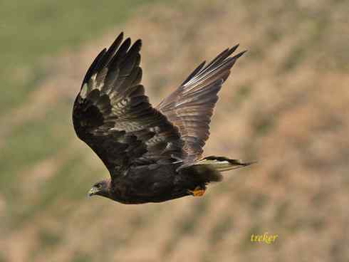 鸟中豪豹大鵟 鸟中豪豹大鵟