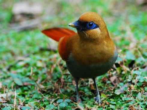 美丽无罪：雀鸟之噪鹛