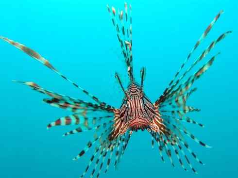 鱼类活化石：匙吻鲟科