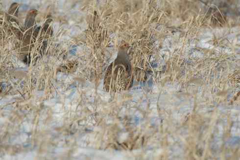 林甸的冬天——冰天雪地的鸟儿