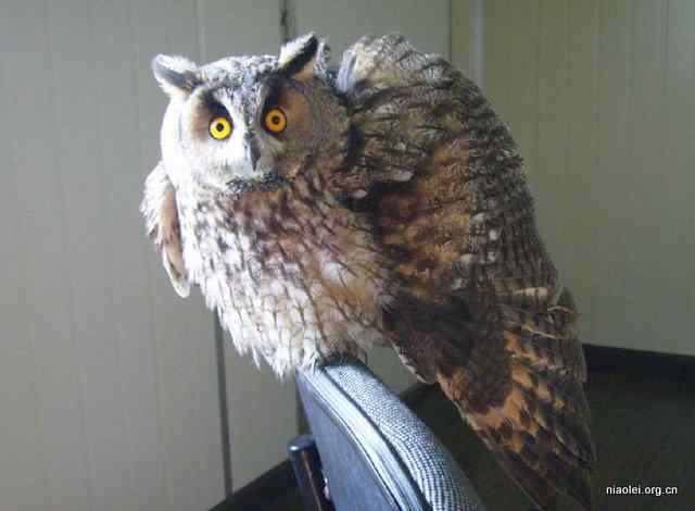 网友放生猫头鹰