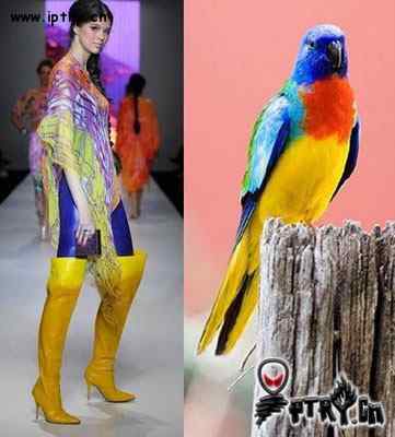 时装模特 VS 鸟儿模特 时装模特 VS 鸟儿模特