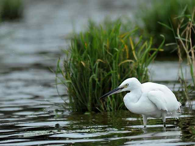 北戴河湿地演绎鸥鹭风情
