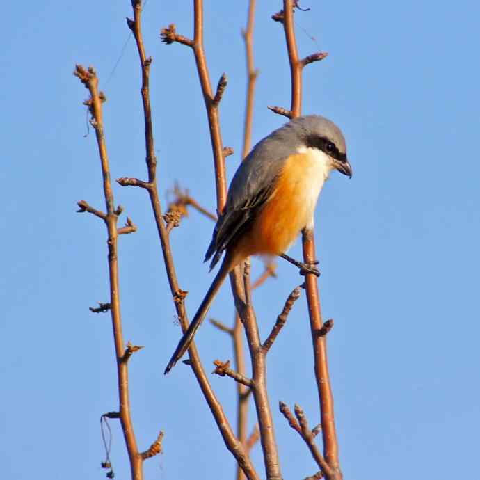 拍鸟黄金季节时