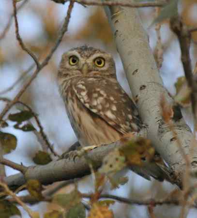 纵纹腹小鸮 VS 猛鸮 纵纹腹小鸮 VS 猛鸮