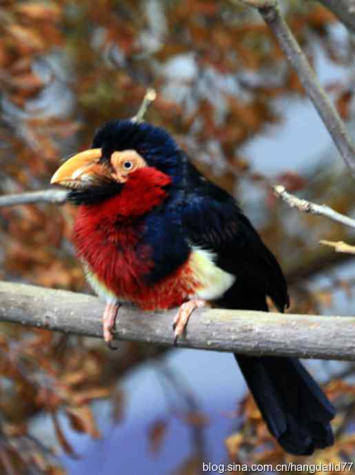 美国鸟类摄影——珍禽系列：须拟鴷