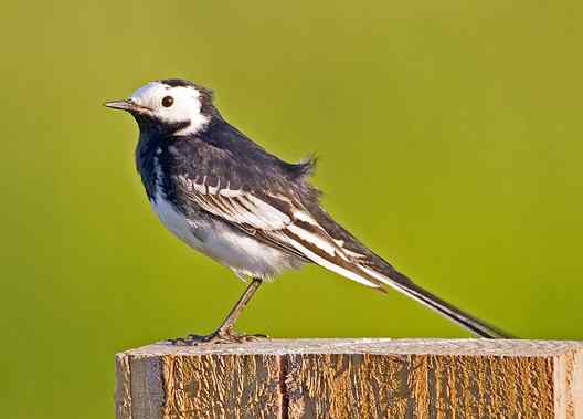 文殊院的鹊鸲和白鹡鸰