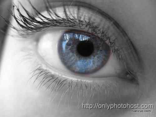 [组图]欣赏动物的眼睛