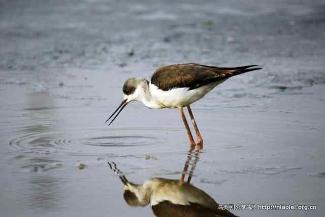 洞庭湖冰天雪地中的鸟类 洞庭湖冰天雪地中的鸟类