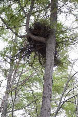 [组图]乌林枭妈妈