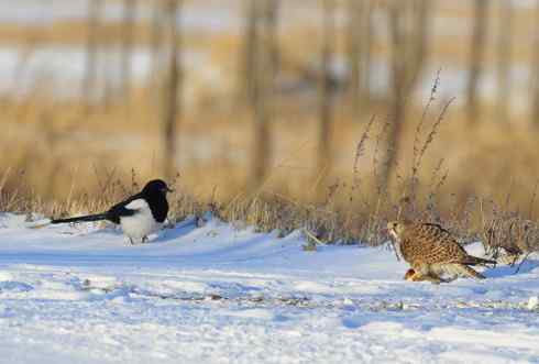 观赏猛鸮 红隼 白尾鹞