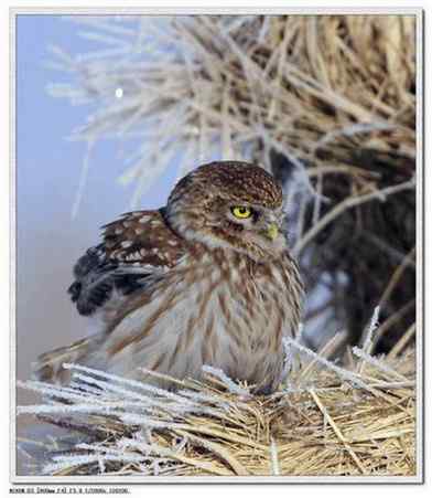 可爱的小妖精——纵纹腹小鸮
