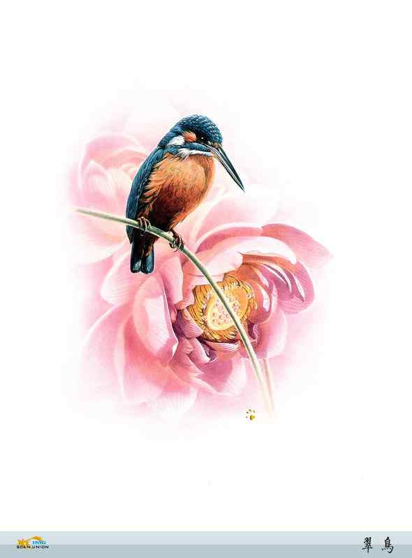 鸟类绘画