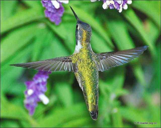 20张最美丽的蜂鸟图片