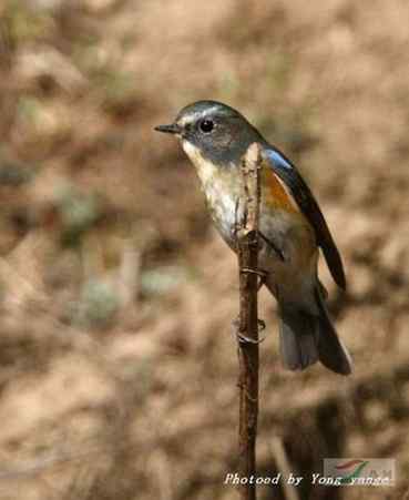 红胁蓝尾鸲和黑喉石脊鸟 红胁蓝尾鸲和黑喉石脊鸟