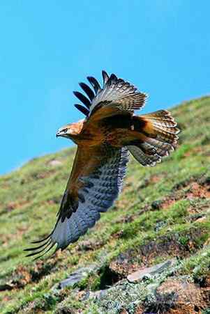 鸟中豪豹大鵟 鸟中豪豹大鵟