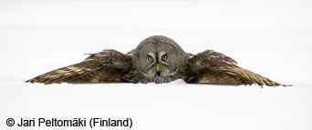 北美洲最大的枭类——乌林枭