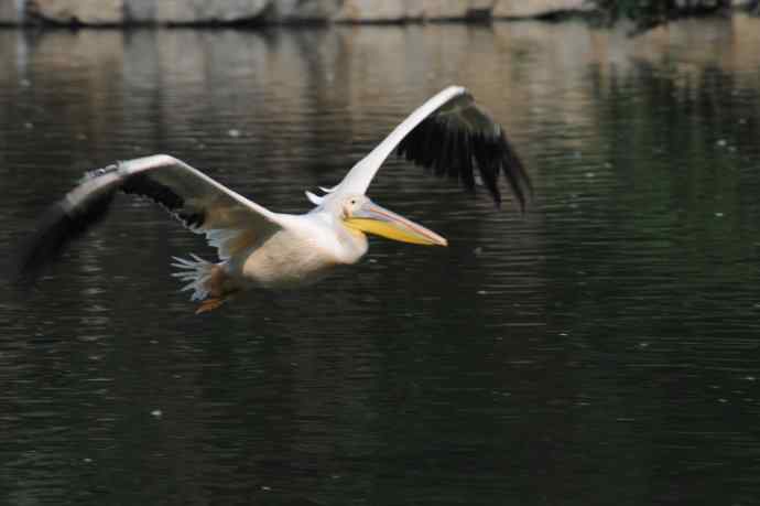 再拍大鹈鹕 wbr wbr4 再拍大鹈鹕 wbr wbr4