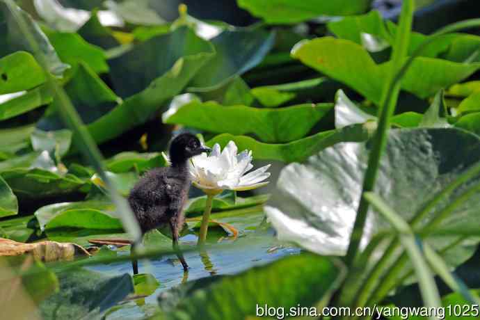 白胸苦恶鸟宝宝出窝了（3）