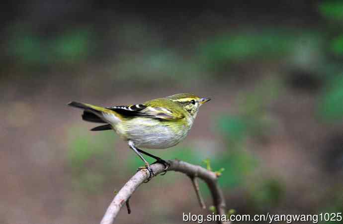 黄眉柳莺（13）