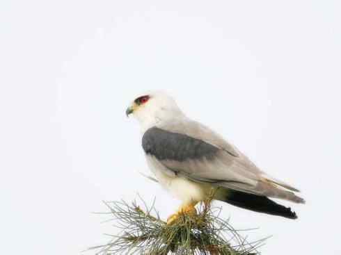 白头鸟系列：另类的美丽（白尾鸢）