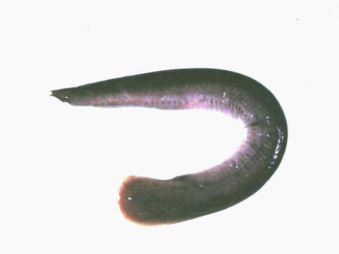 鱼类活化石：盲鳗