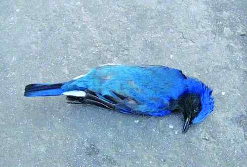 杭州湾大桥鸟撞频繁