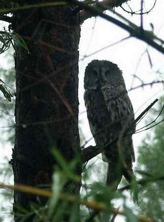 枯树桩子般的乌林枭