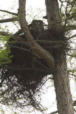 [组图]乌林枭妈妈