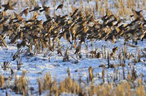 林甸的冬天——冰天雪地的鸟儿