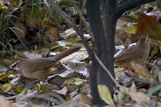 文殊院的白颊噪鹛