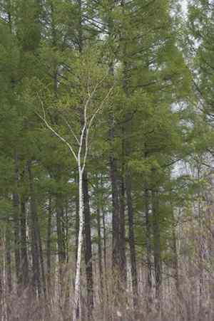 图说乌林枭的栖息环境