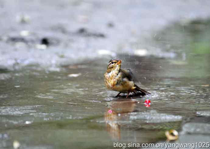 洗浴中的褐柳莺