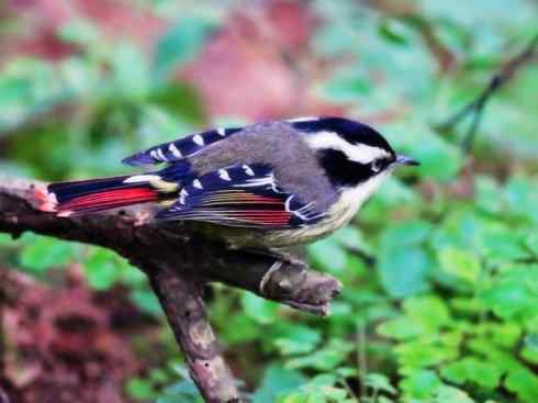 美丽无罪：雀鸟之绿鹛