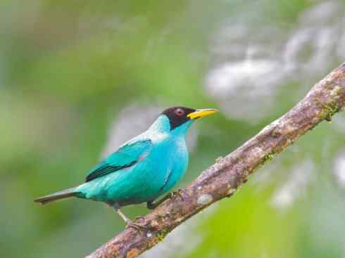 极品红色鸟类：红衣主教鸟