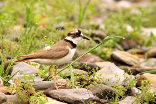 长嘴剑鸻竟然会诈伤 长嘴剑鸻竟然会诈伤