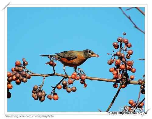 北美知更鸟, American Robin