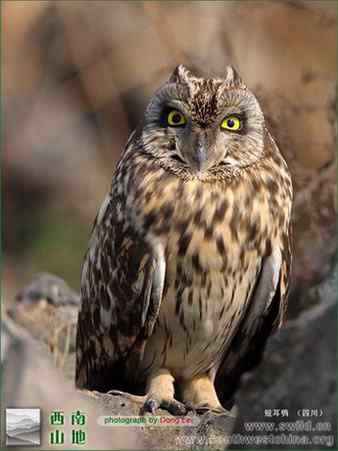 短耳鸮 Asio flammeus