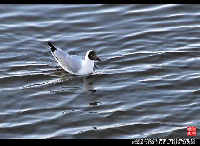 青海湖鸟岛上的棕头鸥（10p）