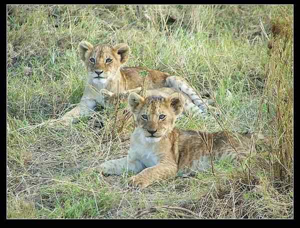 动物世界图片(上)