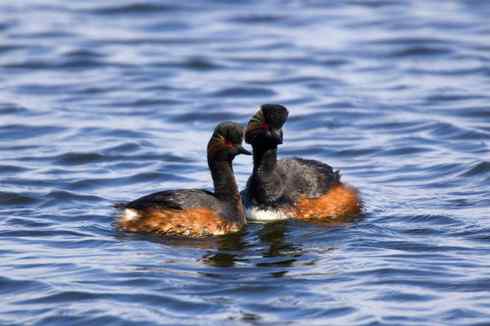 图说角鸊鷉和黑颈鸊鷉的区别