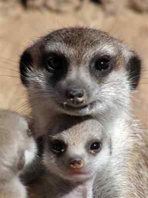 ubuntu各大发行版的动物代号