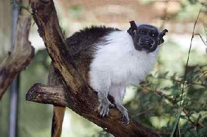 濒临绝种的动物资料大全