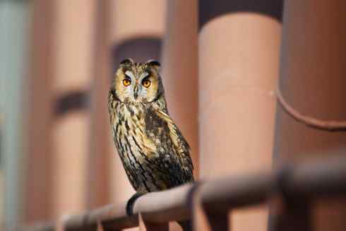 长耳鸮组图欣赏