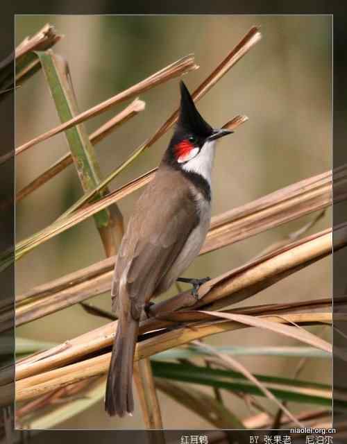 [组图]尼泊尔鸟类奇旺国家公园