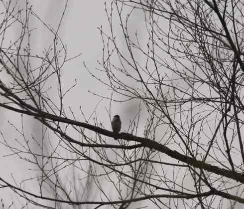 图说乌林枭的栖息环境