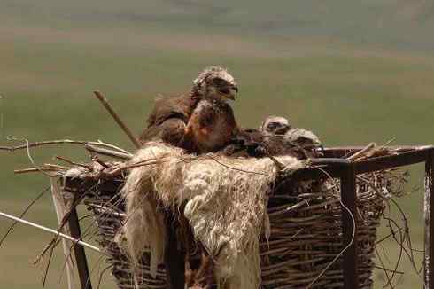 鸟中豪豹大鵟 鸟中豪豹大鵟